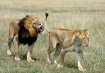 Lioness - Male and Female