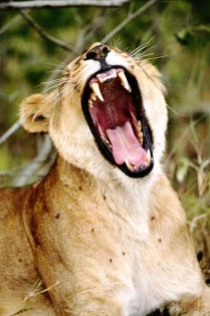 Lioness - Yawn