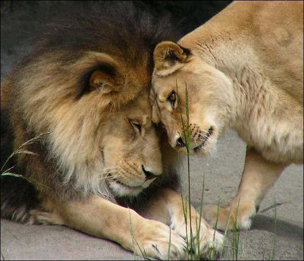 Lions - Couple
