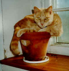 Nemo loved hanging out in this pot on our farm!